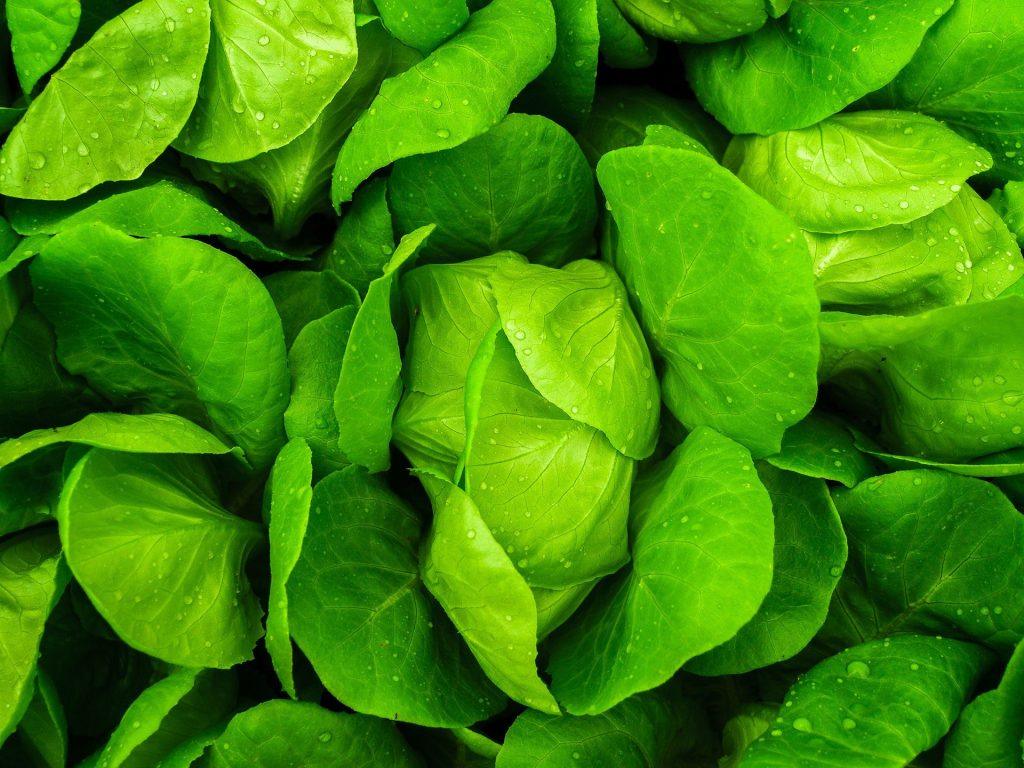 Lechuga planta herbácea que se cultiva en las zonas templadas