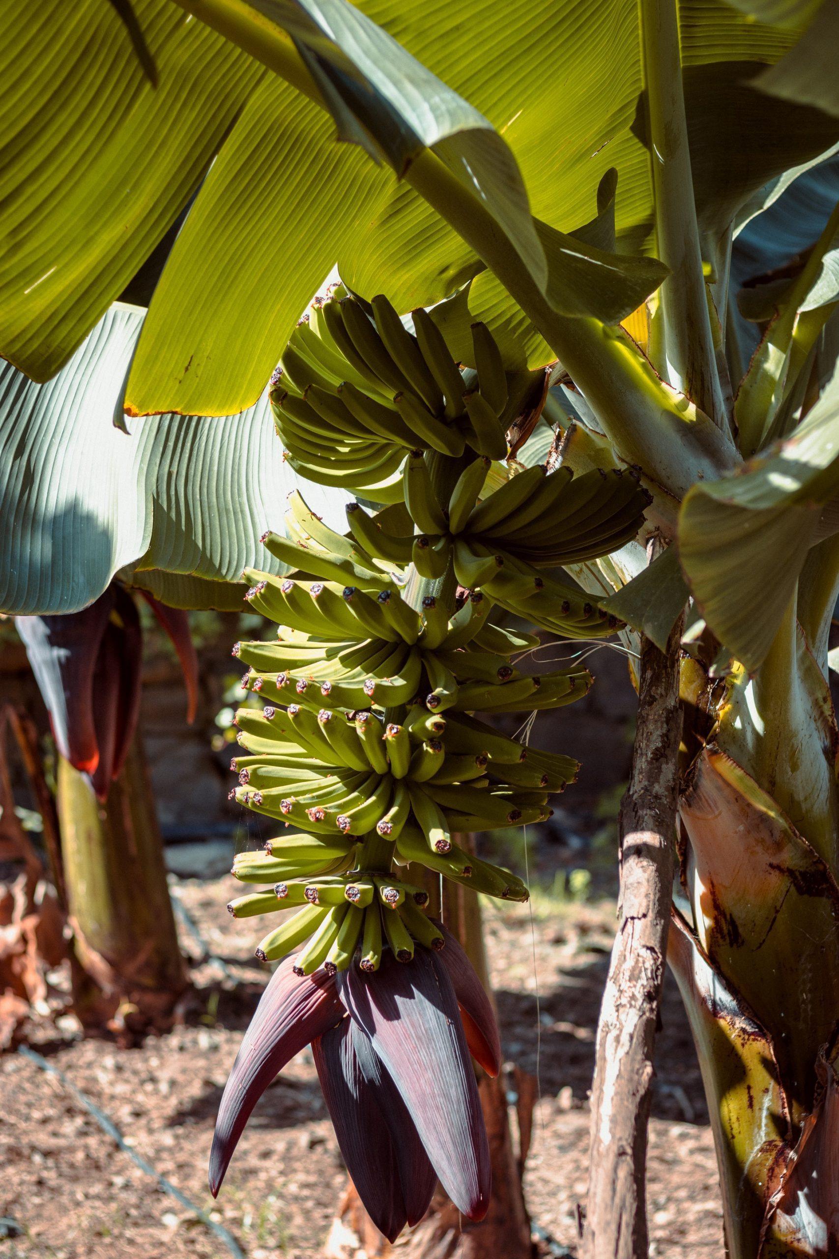 Producir plátano en Venezuela es cuesta arriba.