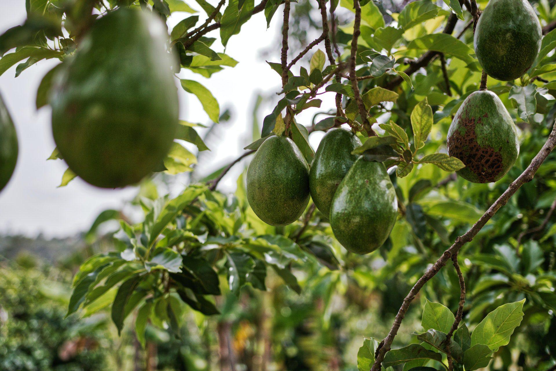 el aguacate es una fuente natural de energía.