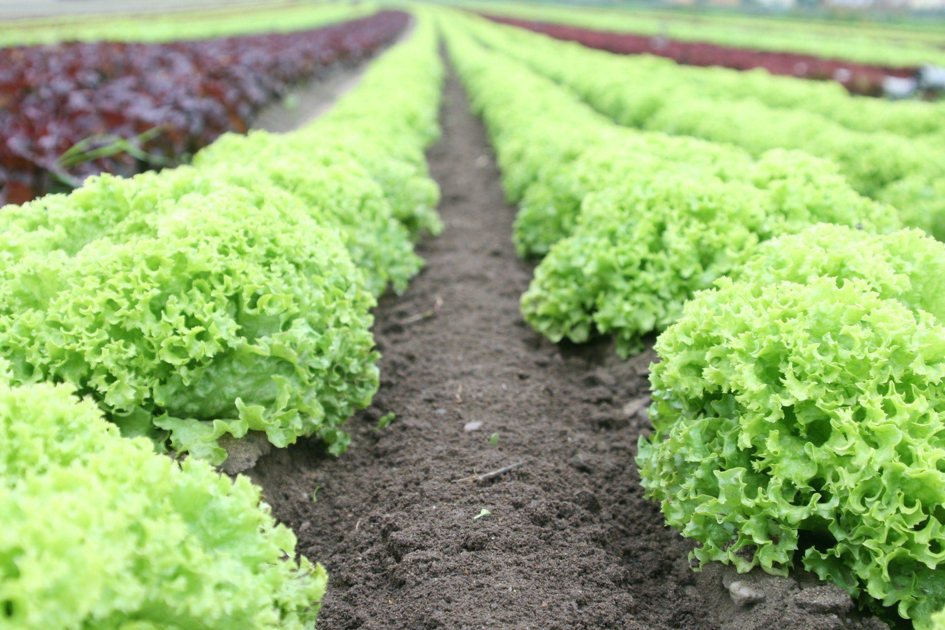Lechuga nutritiva