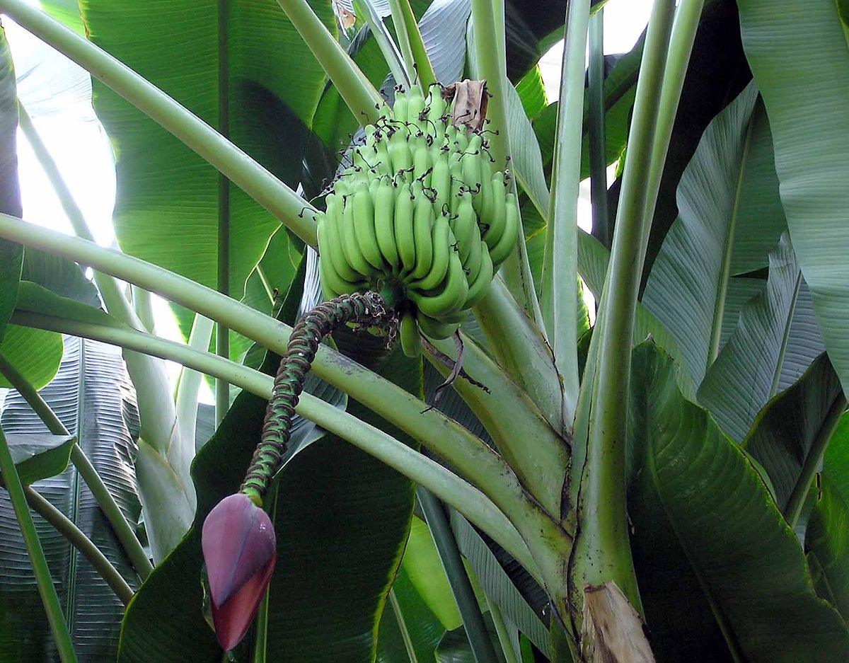 el plátano